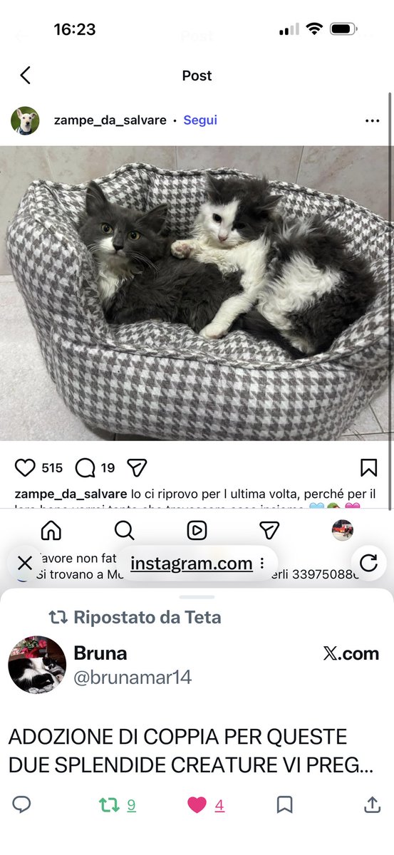 <a href="/brunamar14/">Bruna</a> <a href="/Teta85223232/">Teta</a> STRAURGENTISSIMO STRAURGENTISSIMO BELLISSIMI SI FARANNO TANTA COMPAGNIA ADOTTATELI🆘🆘🆘🆘🆘🆘🆘🆘🆘🆘🆘🆘🆘🆘🆘🆘🆘🆘🆘🆘🆘🆘🆘🆘🆘🆘🆘🆘🆘🆘🆘🆘🆘🆘🆘🆘