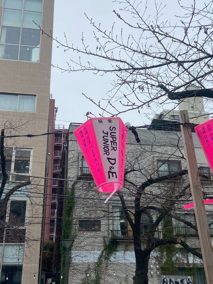 【SJ聖地巡りin中目黒】その1

🐯ドンへ、ウニョク、Ｄ&amp;E🐰
SIDE WALK STAND

この付近には、
どんなSJぼんぼり🌸が出てるだろう？？
行かれた方、写真動画お待ちしています🫶

&amp;中目黒SJの聖地
毎日1個ずつ紹介できたら良いな💙

#SJ_ぼんぼり企画2026 
#SUPERJUNIOR