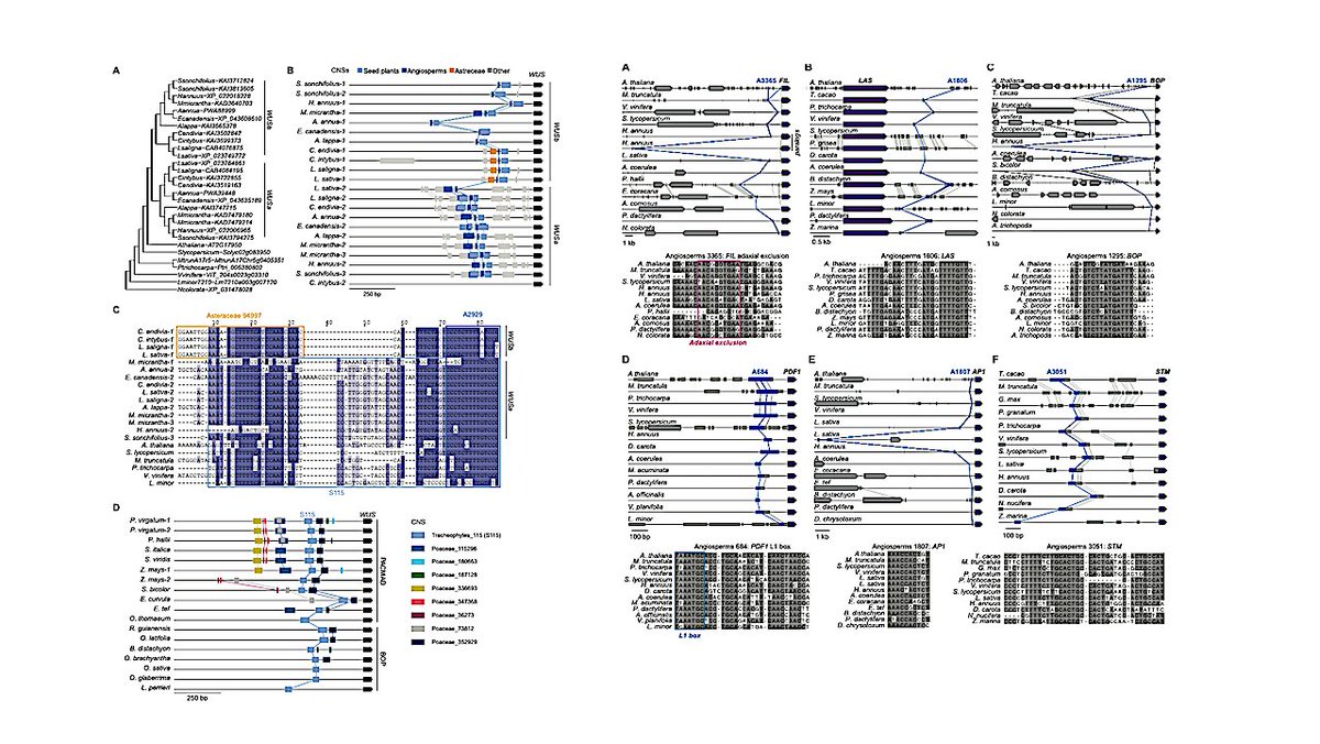 astrobiology's tweet image. 300 Million Years Of Hidden Genetic Instructions Shaping Plant Evolution Revealed
astrobiology.com/2026/03/300-mi… #astrobiology #genomics #evolution