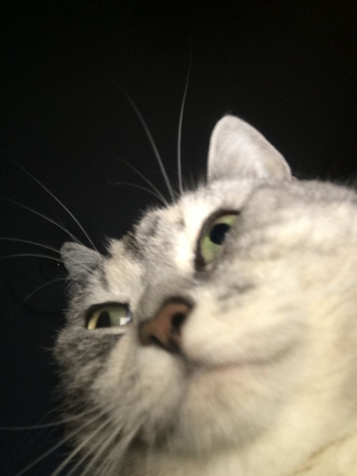 vx-underground tweet media