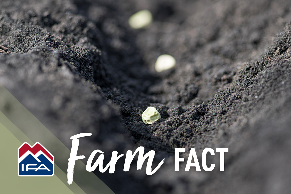 IFA Country Store tweet media