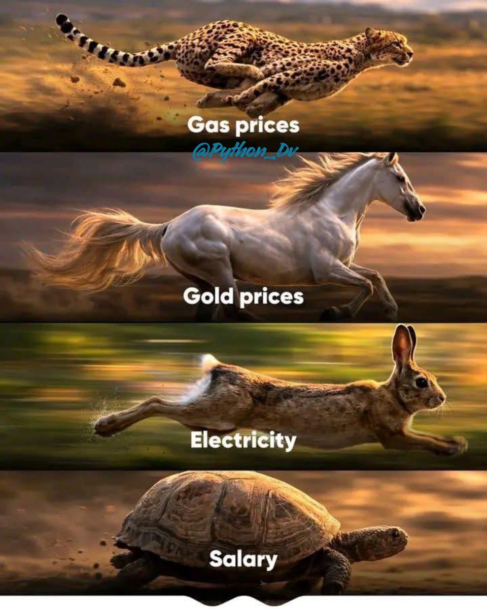 Python Developer tweet media