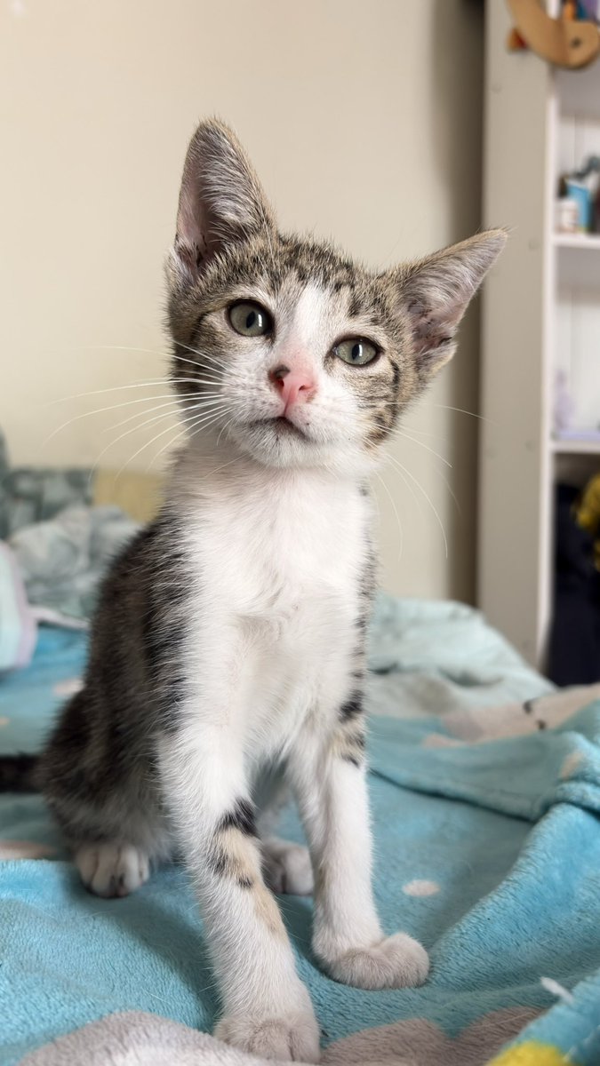 wachacami's tweet photo. Cómo puede ser que nadie responsable quiera adoptar esta hermosura 😭😭😭😭 
Gatita de dos meses y medio aprox. Come alimento y hace en piedritas. Compromiso de castración y seguimiento.
San Salvador de Jujuy 📍 https://t.co/trdweZgxdy