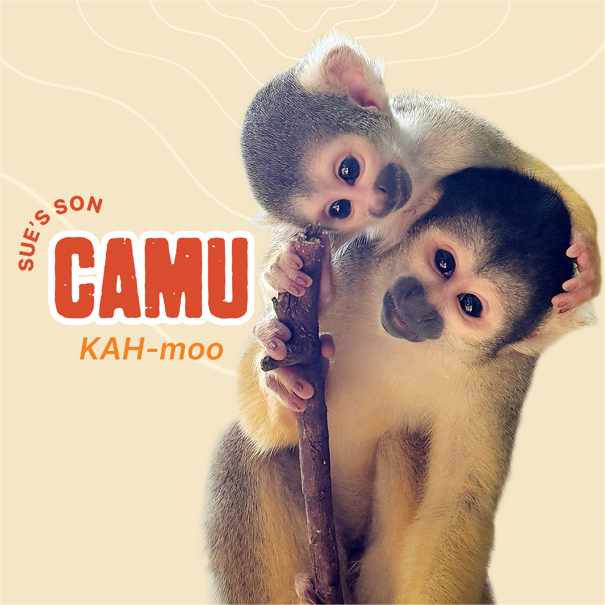 Perth Zoo tweet media