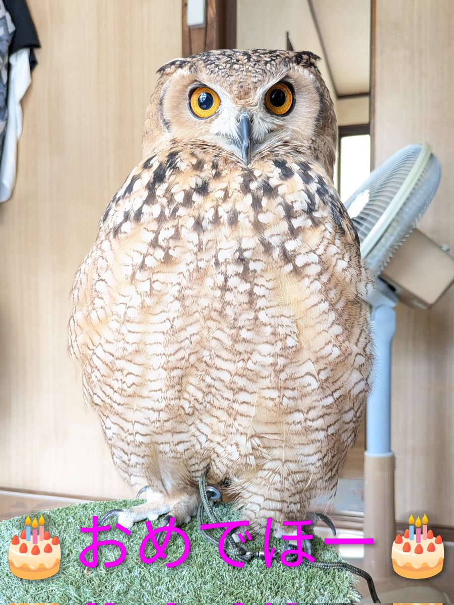 自称 女優💖結月徳子🦉🦈💕🍈 tweet media