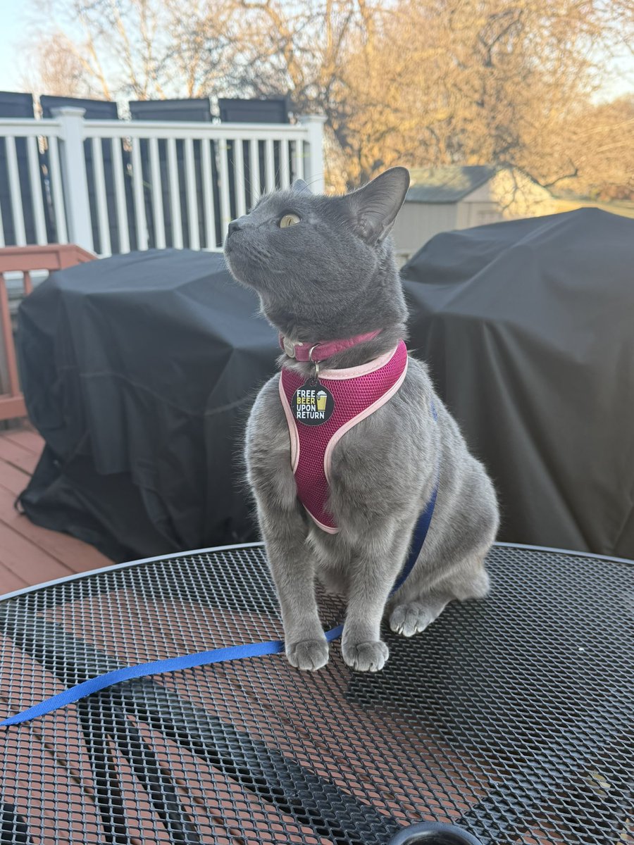 Matt Raines tweet media