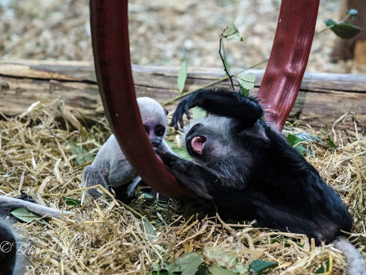 Brian Lilly tweet media