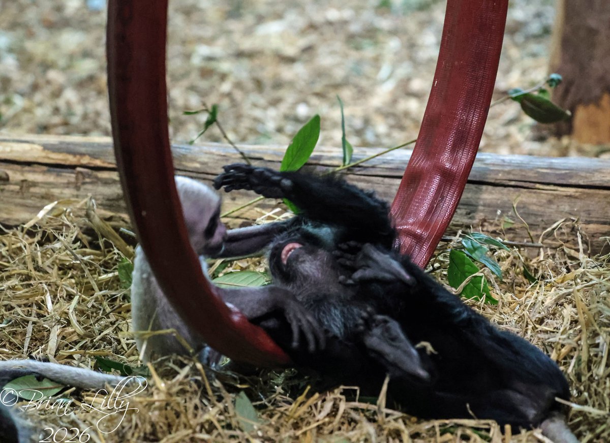 Brian Lilly tweet media