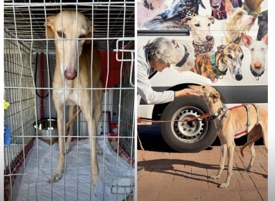 Ruth Prieto tweet media