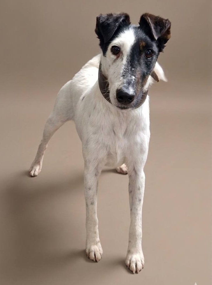 Refugio San Jorge Cáceres tweet media