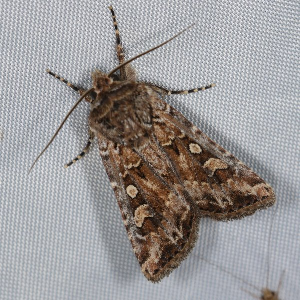 Dingle Dangle tweet media