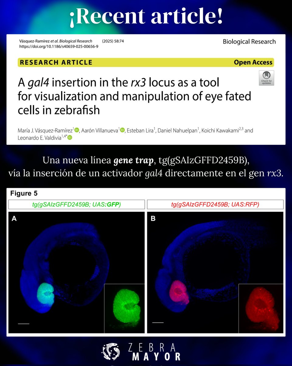 Zebramayor tweet media