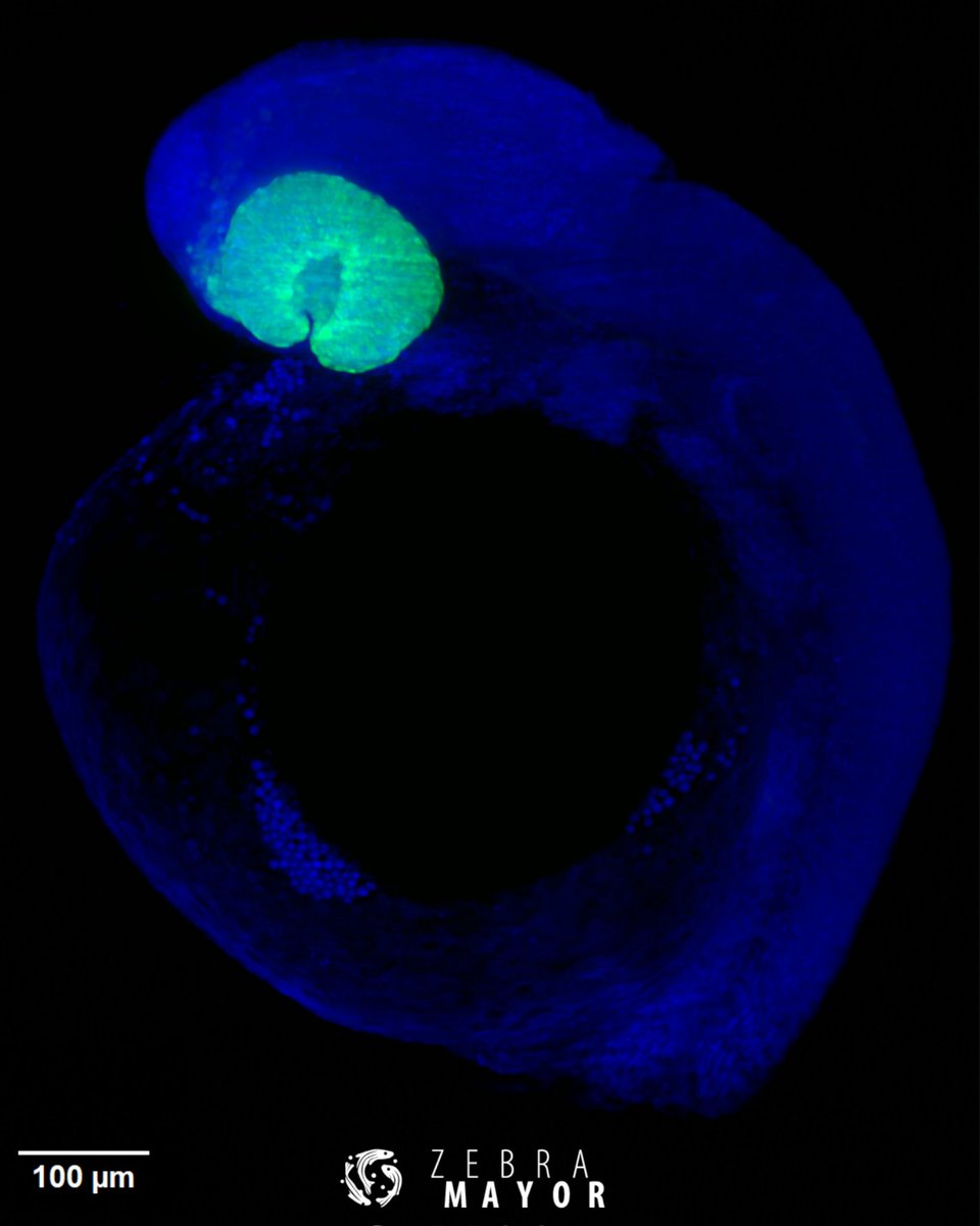 Zebramayor tweet media