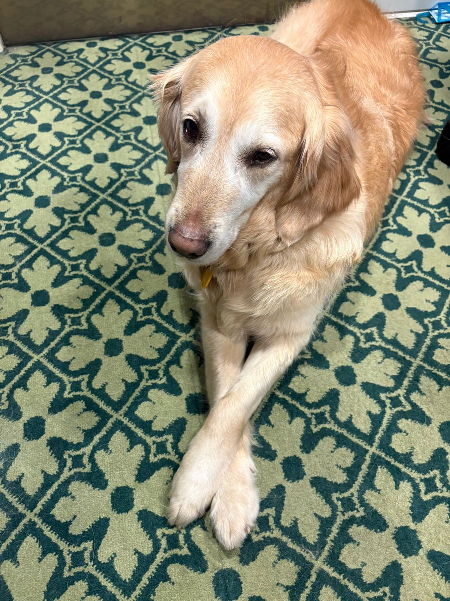 Steve Darling MP tweet media