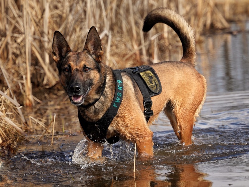 U.S. Fish and Wildlife Service tweet media