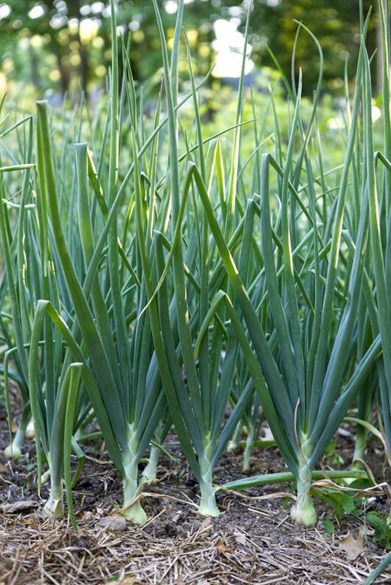 LabMariam48488's tweet image. Did you know? 
Spring onions  are harvested before the bulb fully develops, giving them a milder flavor than regular onions.
Both the white base and green tops are edible and commonly used in 
salads 
stir-fries
 soups
 garnishes.
#DidYouKnow #FoodFacts  #MariamFoodLab