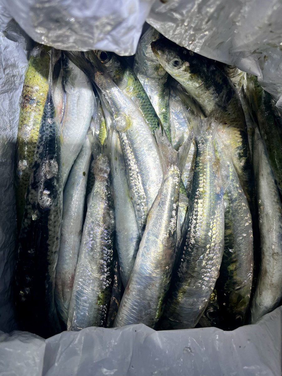 ꧁ AL_madengi ꧂ tweet media