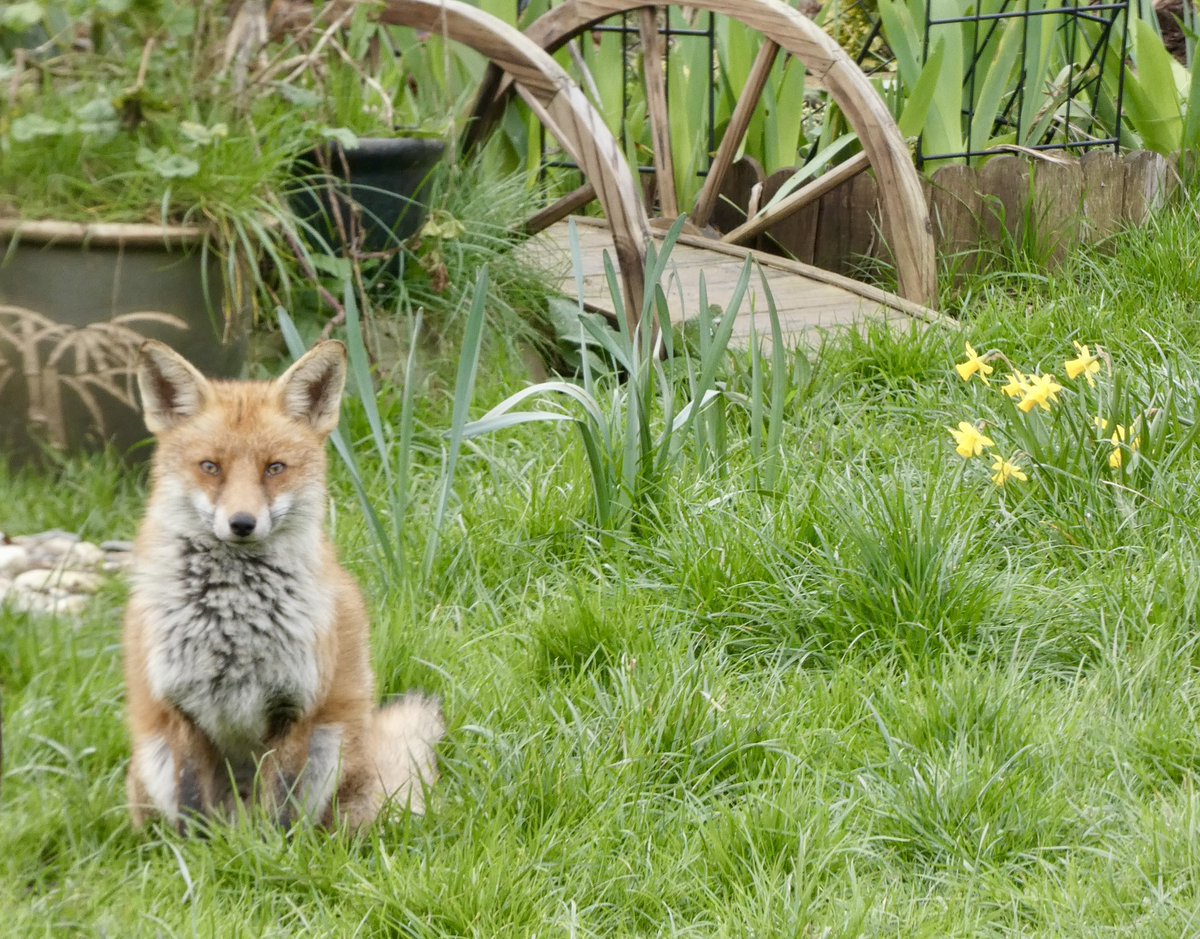 Tracy 🦊👣🦡🌸🌺🌳👩🏼💻 tweet media