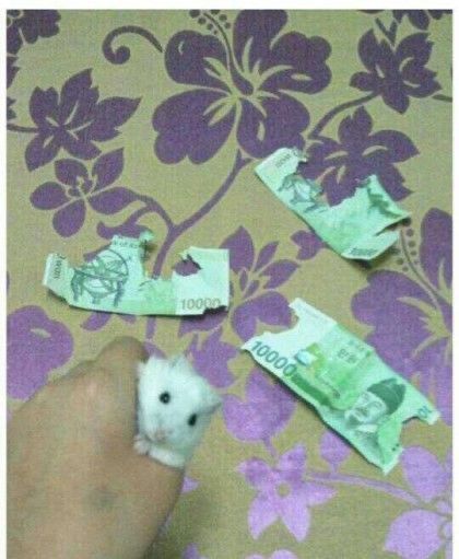 TweetsOfHamster's tweet photo. 😭💴💵 https://t.co/yufNROXC9b