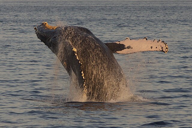 Todd Flora tweet media