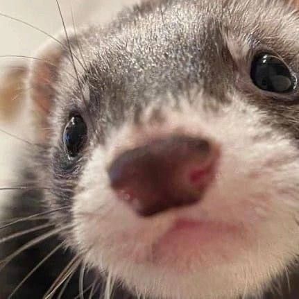 ‍ ‍ ‍ ‍ ‍ 𝔬h, ‍ ‍𝘴𝘰 ‍ ‍𝗯𝖊𝖓𝖊𝖛𝖔𝖑𝖊𝖓𝖙. tweet media