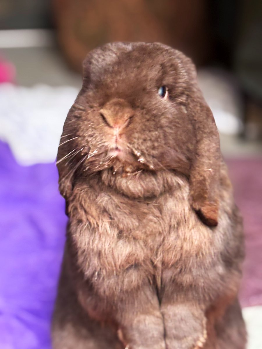 carrotcottagerr's tweet photo. Big bun Doozer does not mind stopping mid drink for a photo opportunity 🤣 

Remember to please keep retweeting the buns. We rely on being seen to be able to give them the best possible lives ❤️ https://t.co/FTnxBQ2bqa