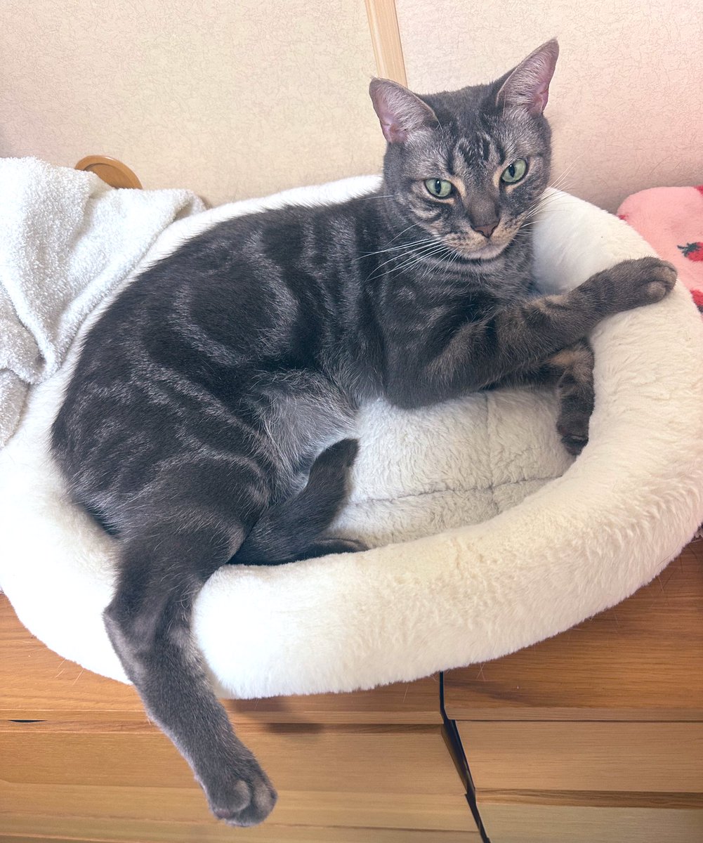 kamimayaa710's tweet photo. あしはしまわない
#americanshorthair #cat #bluetabby #tokyo #japan #catlover #アメリカンショートヘア #ブルータビー #猫 #ねこ #4歳8か月 #4yearold #56months https://t.co/OFdz0TVosj