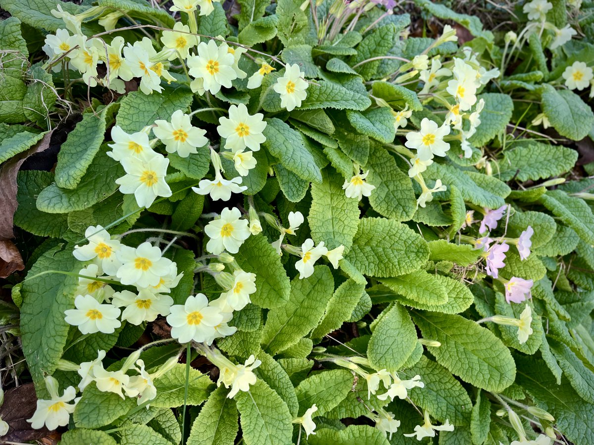 Barendina Smedley tweet media