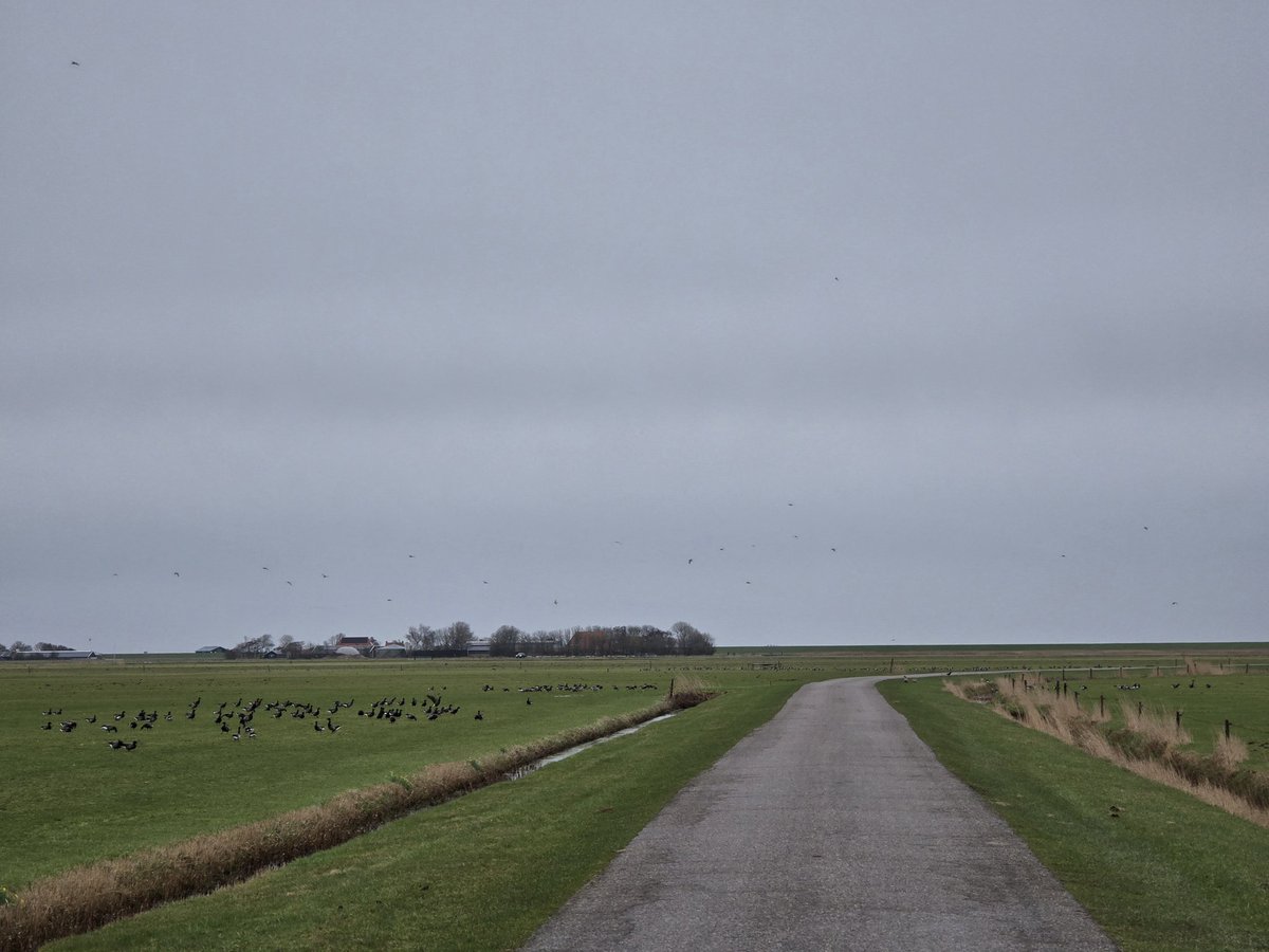 Simon Westerhof tweet media