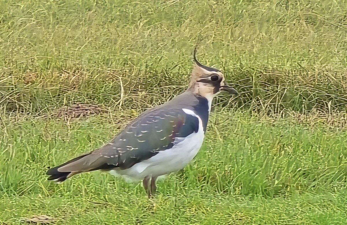 Simon Westerhof tweet media