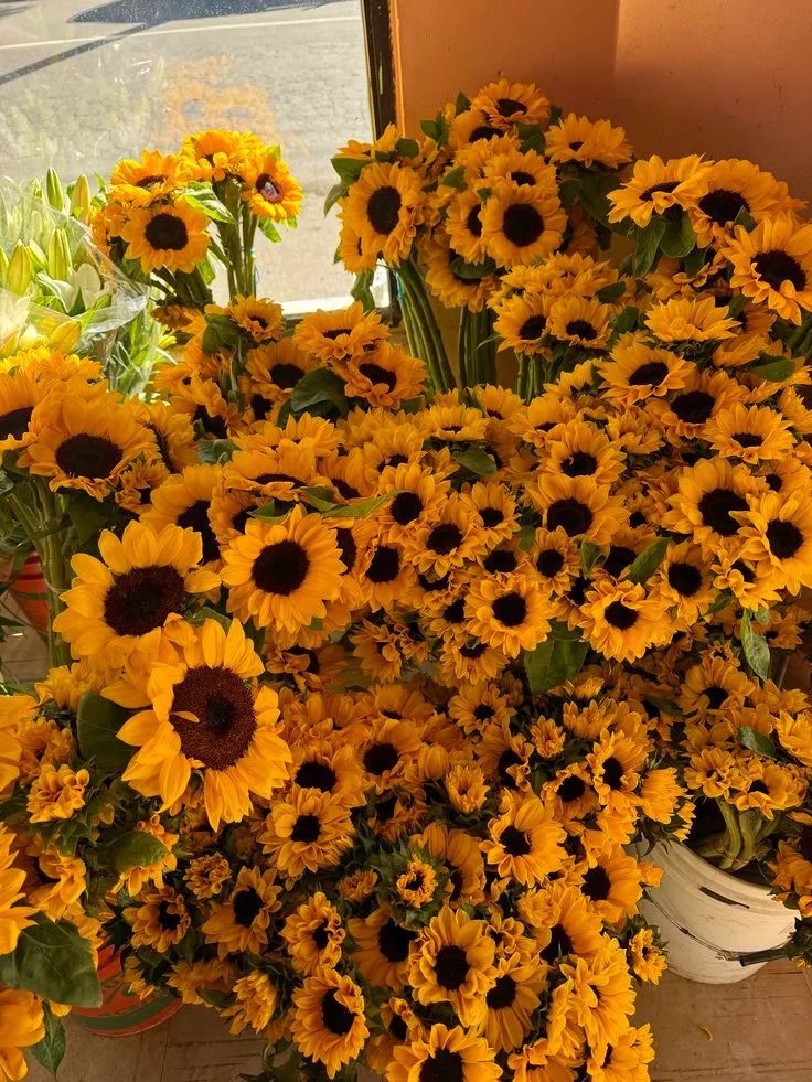 lovely sunflowers
