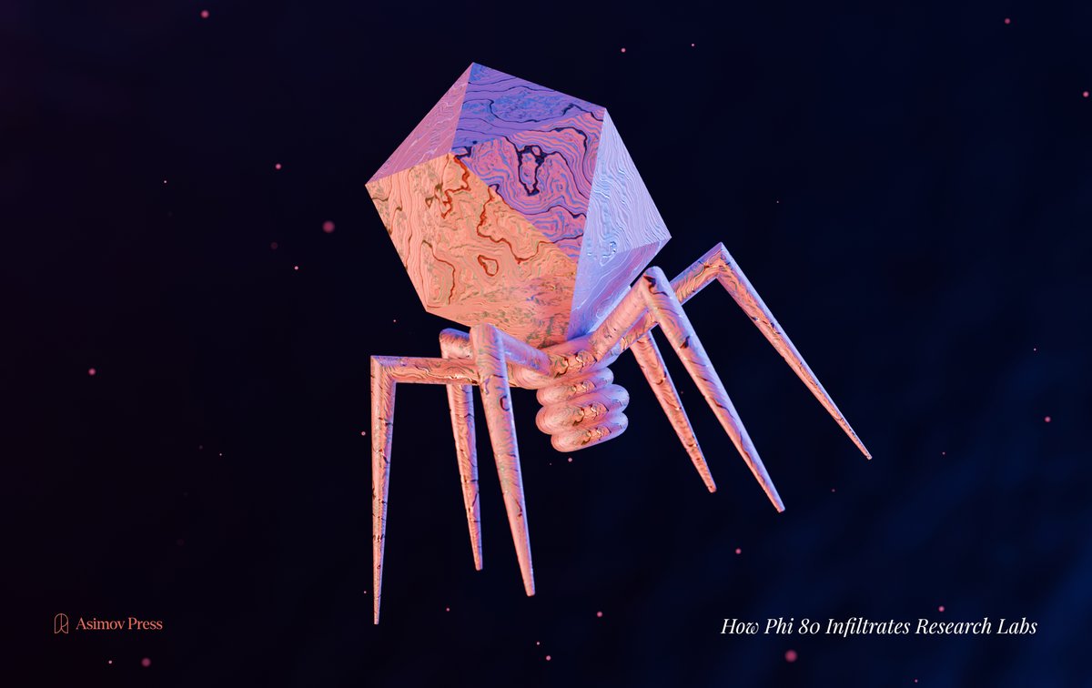 AsimovPress's tweet photo. There is a little-known bacteriophage, called Φ80, that has quietly been infilitrating microbiology labs.

It is difficult to detect because it replicates when nobody is watching. Hidden contaminations of Φ80 have led to paper retractions. In a 2017 paper, for example, the authors wrote:

"...beyond the confusion created by our erroneous interpretation of results obtained with Φ80-infected strains, we are worried that we have sent these strains to many research groups.”

This is the story of Φ80, how it sneaks into labs, and what we can do about it. By Malmesbury.