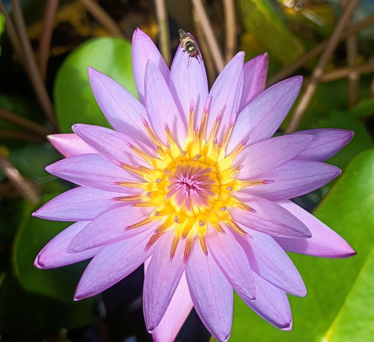 RahulPhoto74736's tweet photo. In the age of AI, 100% real nature!📸✨

Introducing my new Floral NFT Series. No fake pictures, just beauty as seen with my own eyes.🌸🪷🌻

Check out the link:- link in Bio

#RG_Photography #RealArt #NFT #Nature #LILY #OpenSea #hibiscus #YellowAlder https://t.co/rBBeEEsxIu