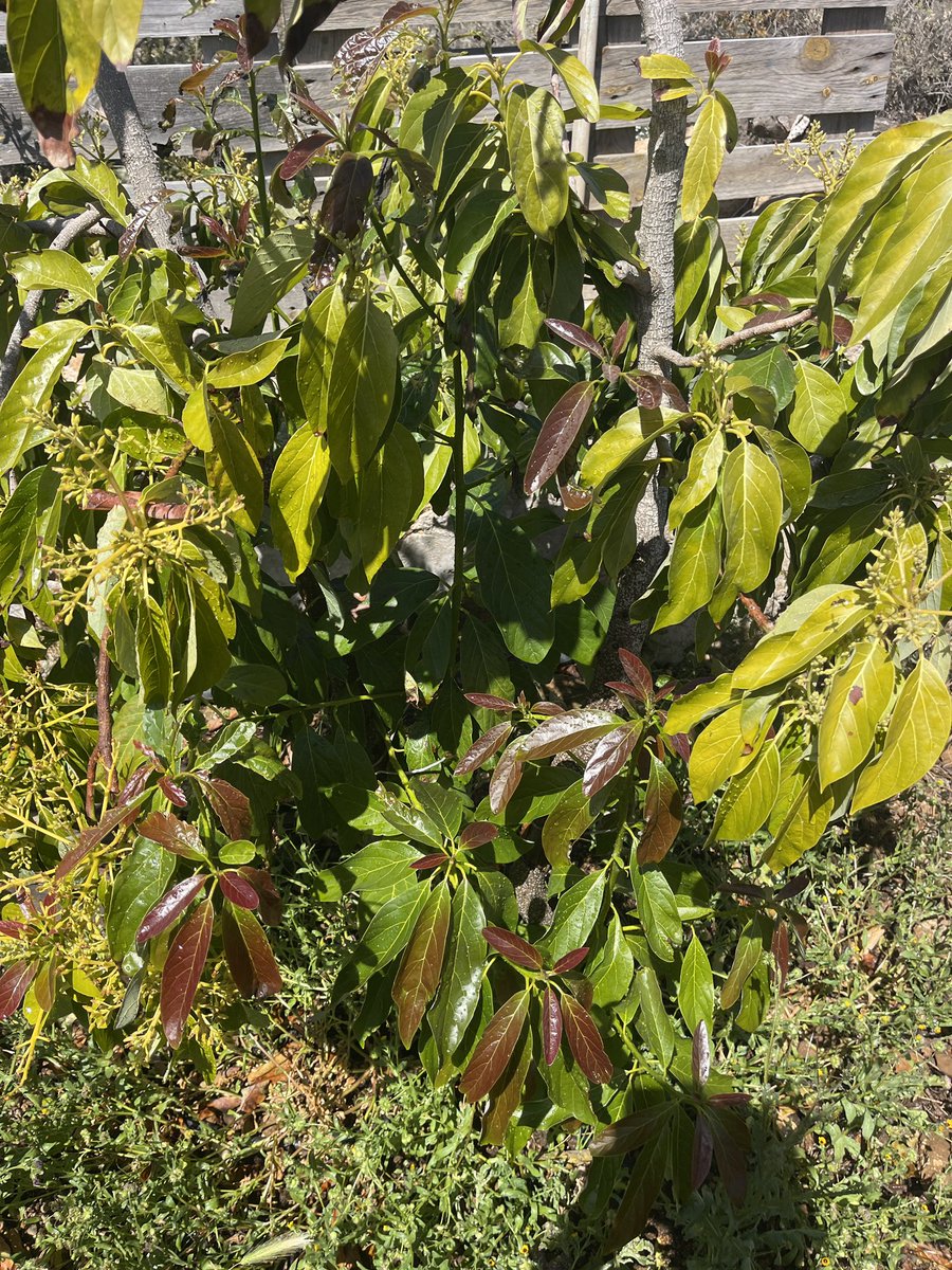 🍃☀️green-bitcoin.farm☀️🍃 tweet media