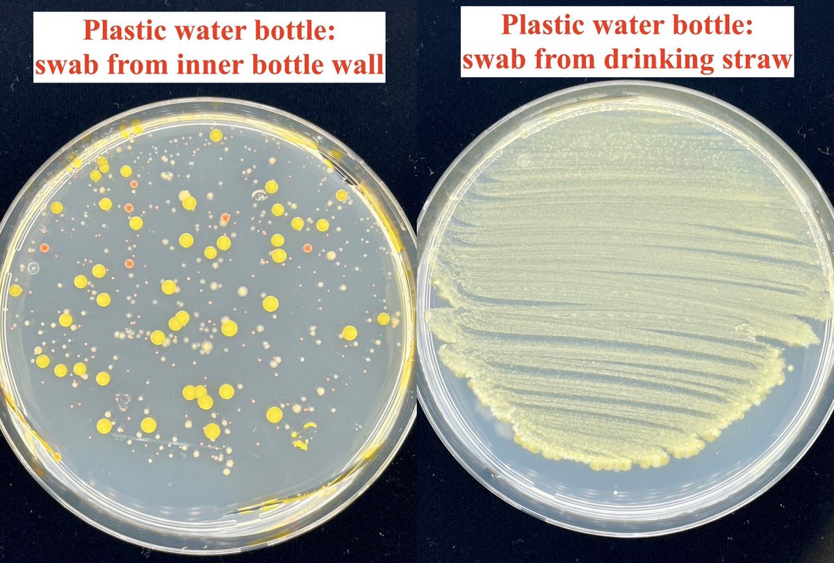 markowenmartin's tweet photo. It's always fun studying "water bottle buddies" (#WBBs).  Here is a plastic bottle swabbed from the inside wall of the bottle, and the integral straw.  Cannot wait to see 16S rRNA results!  I wish I had $$$ to do this seriously.  #MicrobesEverywhere #MicrobialCentricity https://t.co/FdSxYnThPd