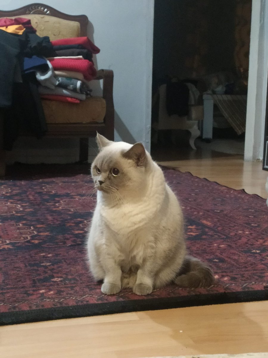 Mandalin tweet media