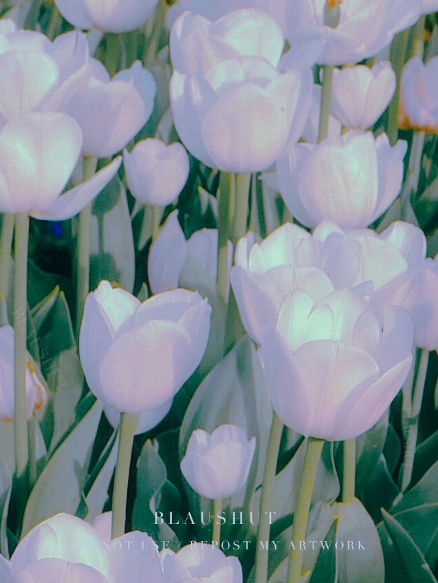 연하고 꿈결 같은 퍼플