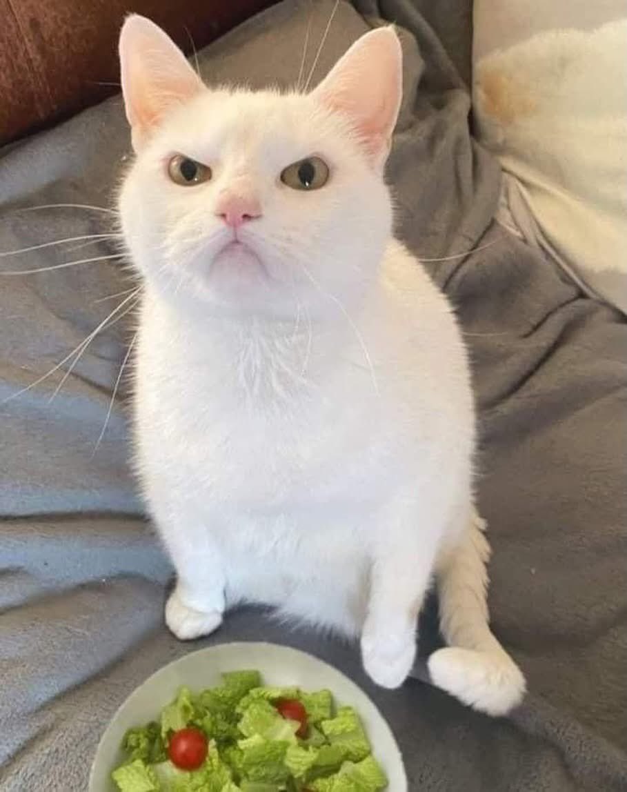 Depression_less's tweet photo. @buitengebieden Who wants to eat salad π₯ #CatLife #LazyCat #SleepyVibes #CatCommunity #PetLife https://t.co/gTo9OXW3AB