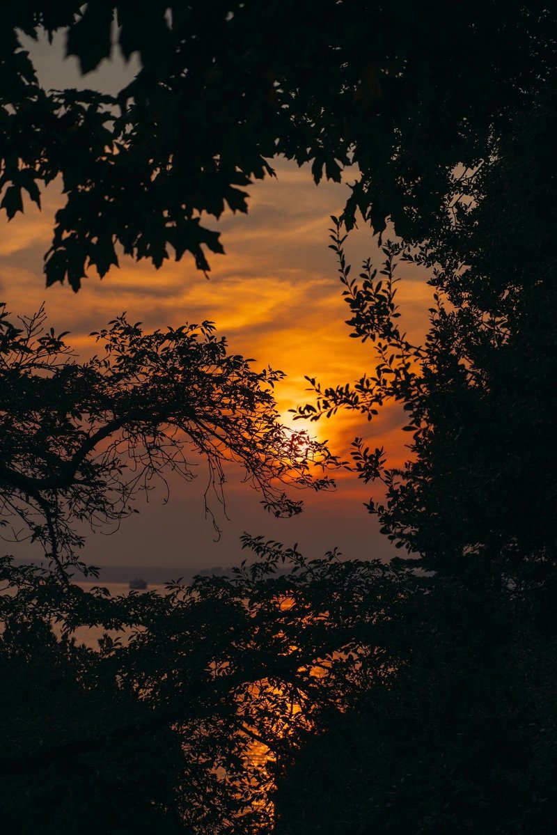 Evening pouring gold into the forest