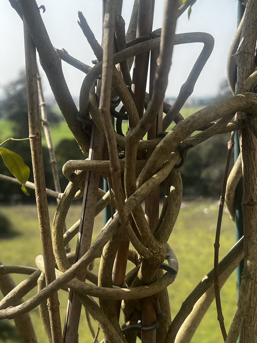 _sam_sa_ra's tweet image. “Quanto siete complicati”

📸 #knots