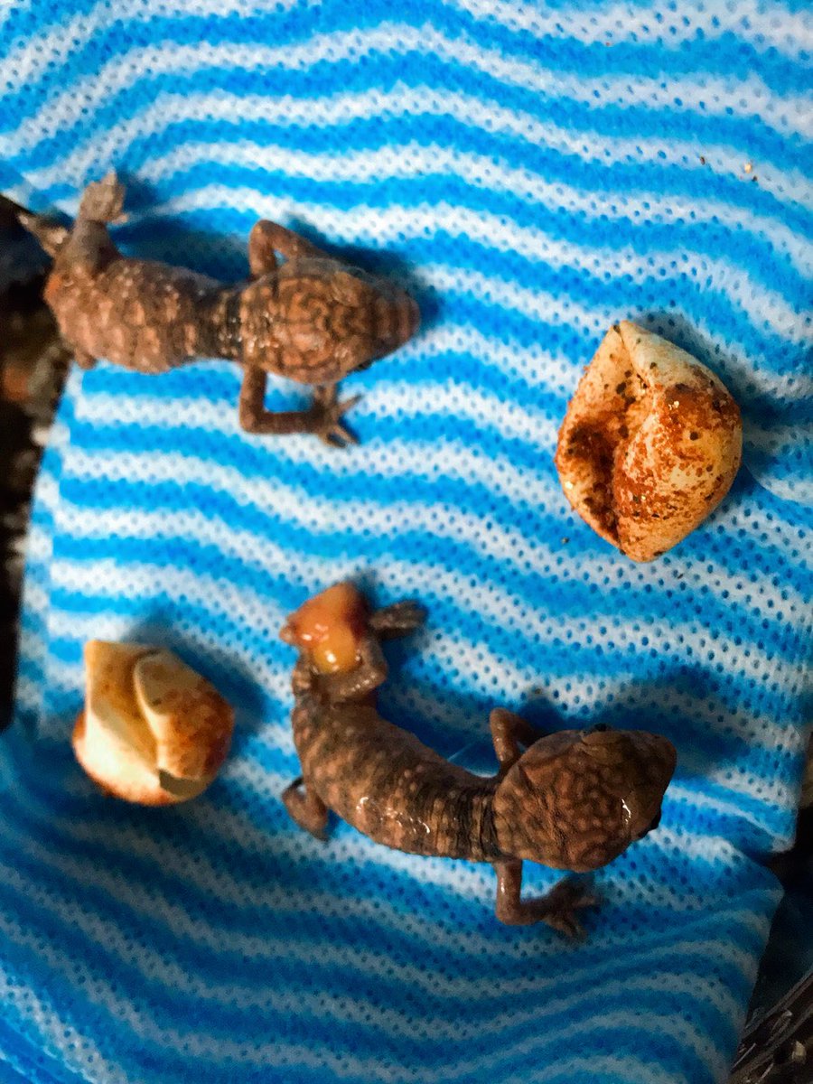 👹いわく屋ぴちこ👹 อิวะคุยะพิทจิโคะ tweet media