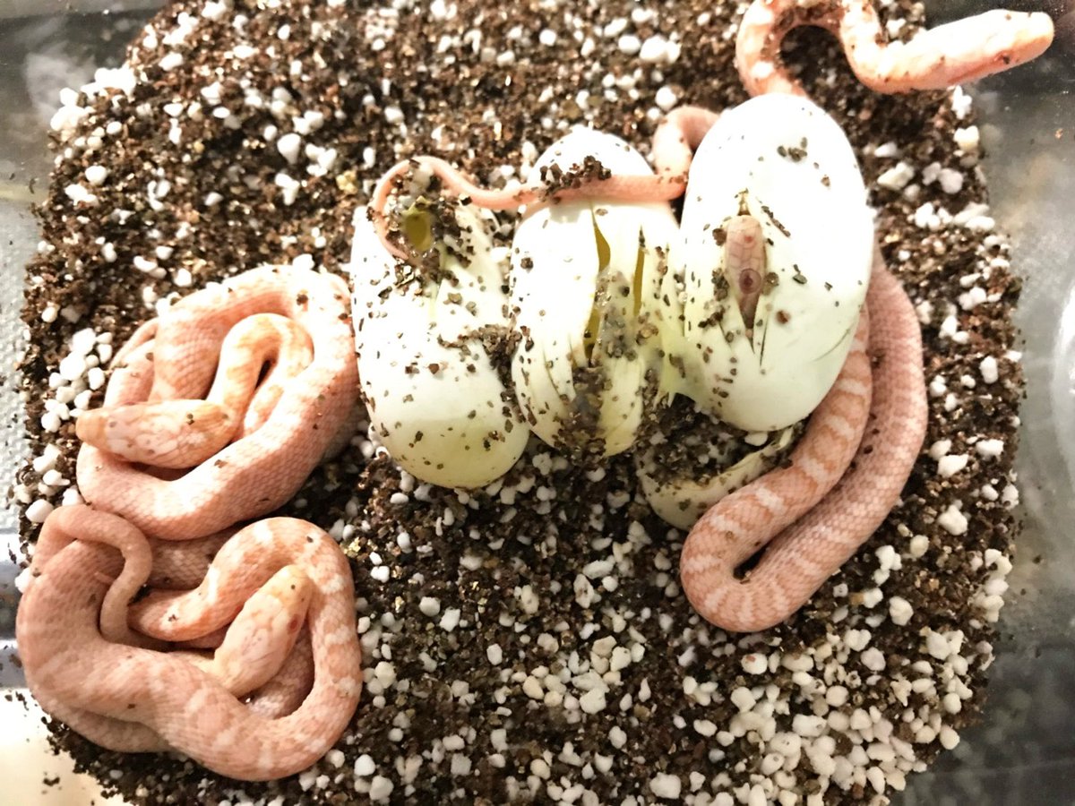 👹いわく屋ぴちこ👹 อิวะคุยะพิทจิโคะ tweet media