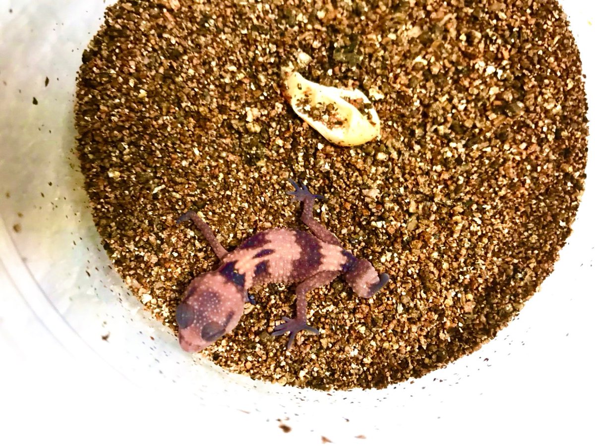 👹いわく屋ぴちこ👹 อิวะคุยะพิทจิโคะ tweet media