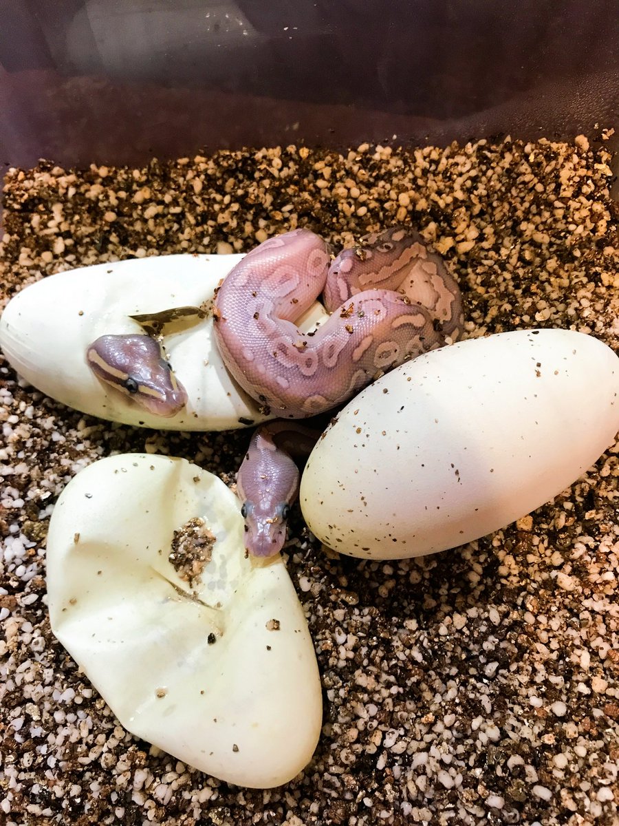 👹いわく屋ぴちこ👹 อิวะคุยะพิทจิโคะ tweet media