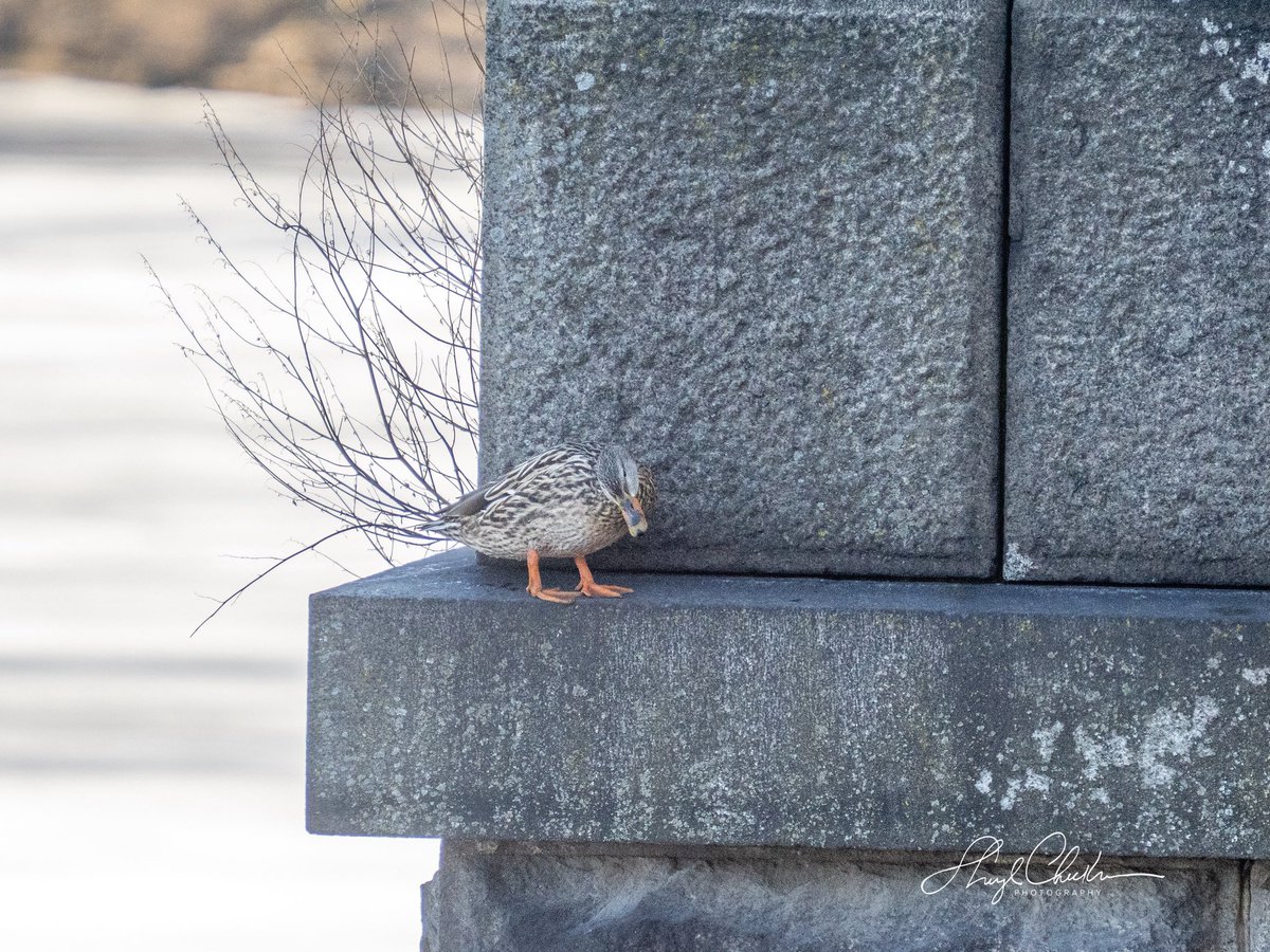 Sheryl Checkman tweet media