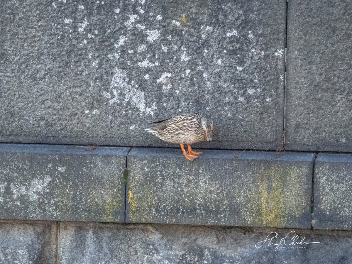 Sheryl Checkman tweet media