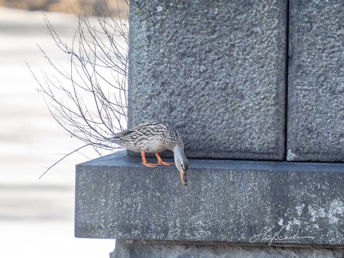 Sheryl Checkman tweet media