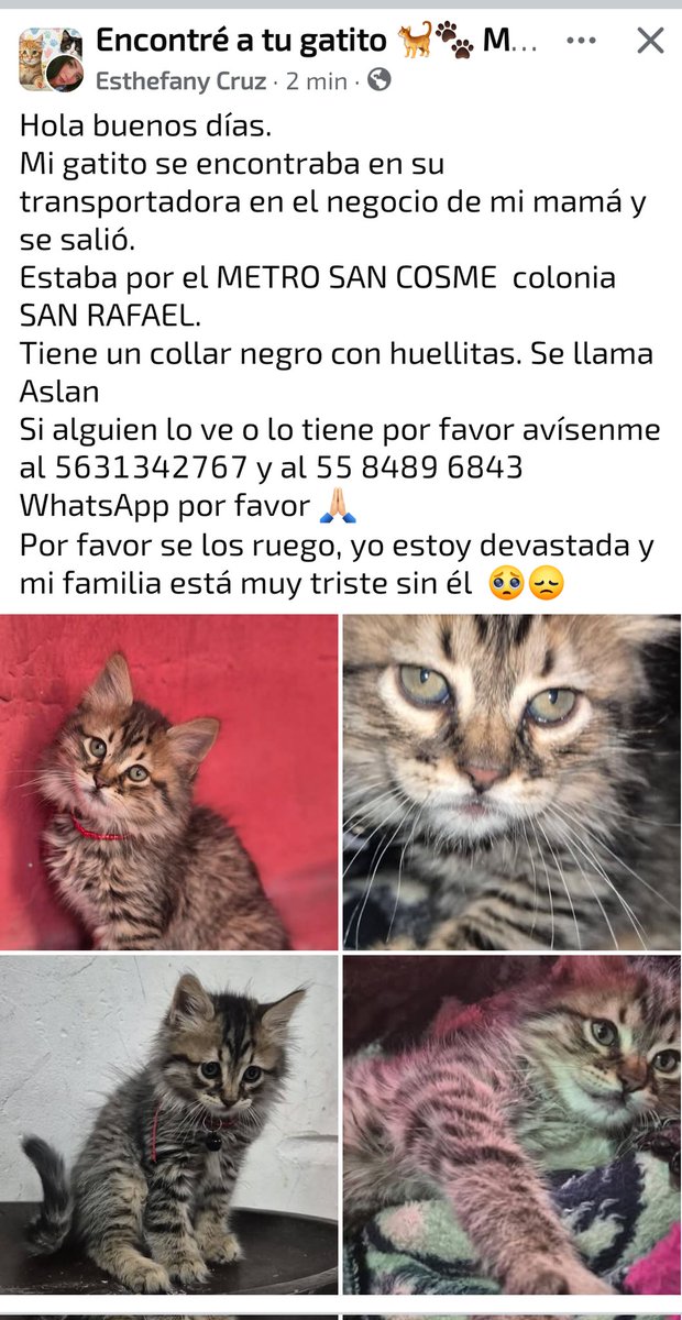 UH Plateros tweet media