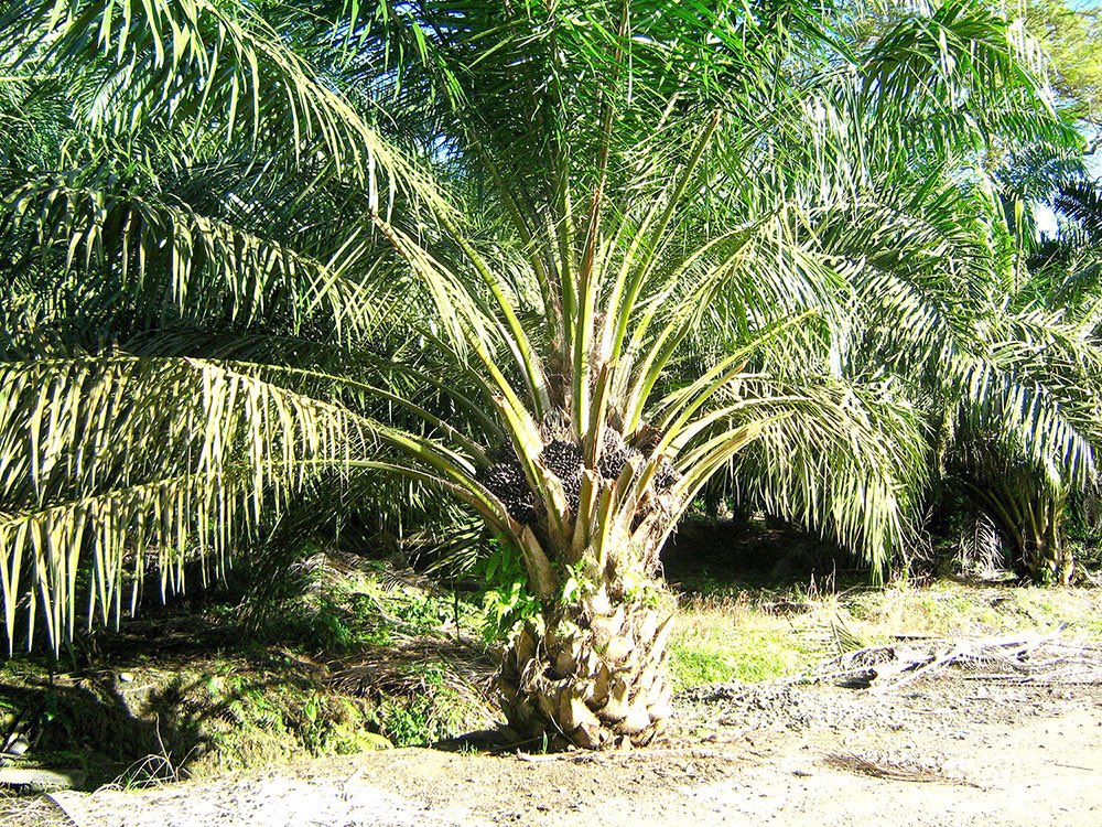 ChiefHerbalist tweet media