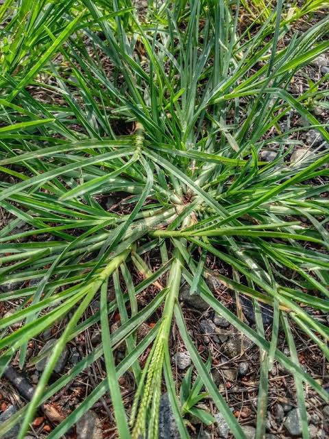 ChiefHerbalist tweet media